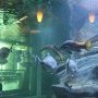 L'aquarium de la cité des Sciences